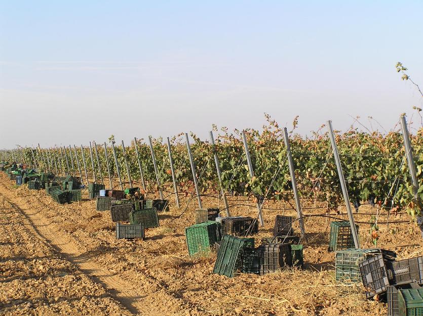 Uva de Prieto Picudo , Verdejo y Tempranillo.