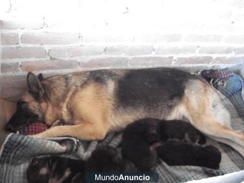 vendo cachorros de pastor aleman impresionantes