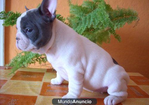 Cachorros francés macho y hembra bulldog