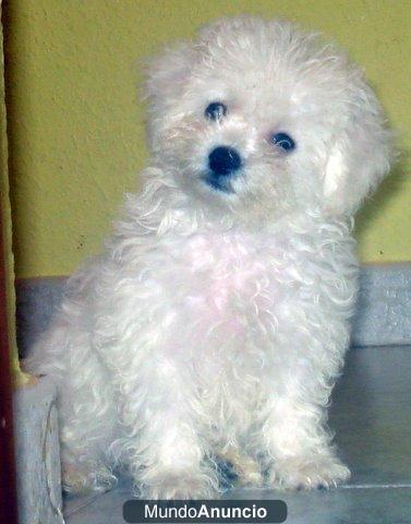 BICHON FRISE SIERRA DE GATA 651687273 LO MEJOR AL MEJOR PRECIO