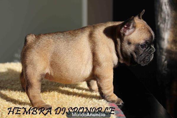 BULLDOG FRANCES FAWN EXELENTE PEDIGREE