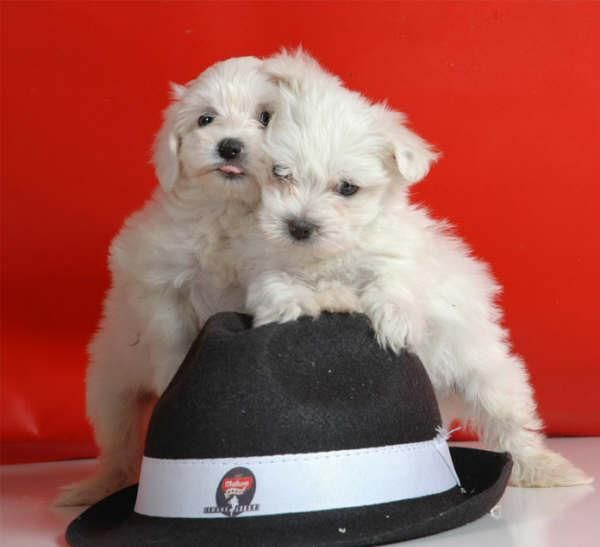 Cachorros de Bichon maltes, economicos