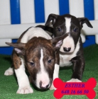 Cachorros de Bullterrier ¡Garantía veterinaria - mejor precio | unprecio.es