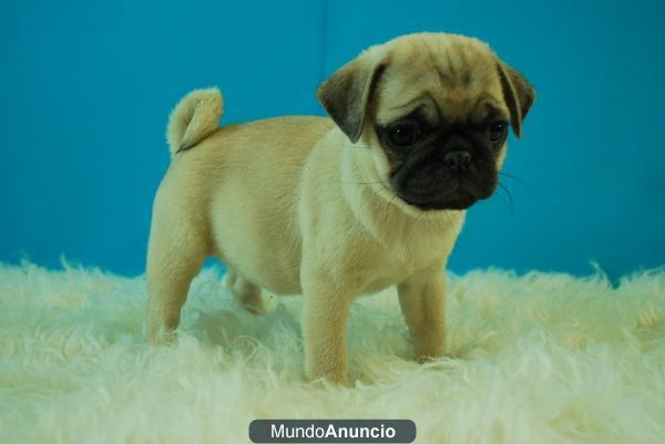 Camada de Carlino Pug negros y canelas