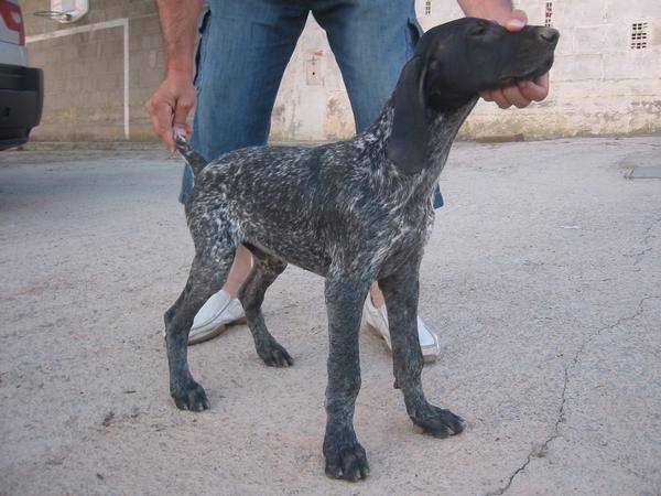 Excepcional cachorro de braco alemán