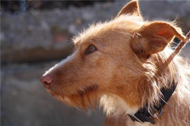 LUPO – 2 años y medio esperando.