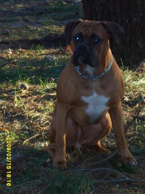 Macho boxer con pedigree busca hembra para monta