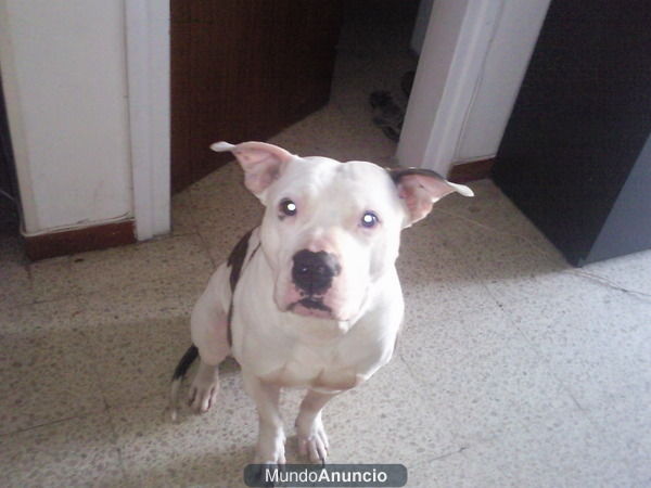 perro american stanford red nose para monta