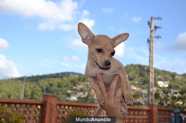 PRECIOSA CACHORRITA CHIHUAHUA