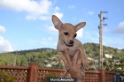 PRECIOSA CACHORRITA CHIHUAHUA - mejor precio | unprecio.es