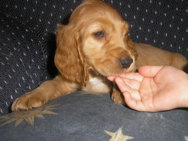 se vende cachoros de cocker