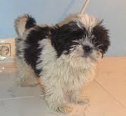 SHIH  TZU   320   c/u  OFERTA