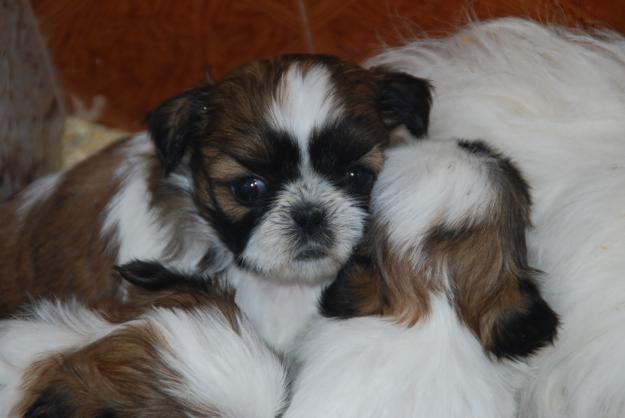 Shih-tzus cachorros