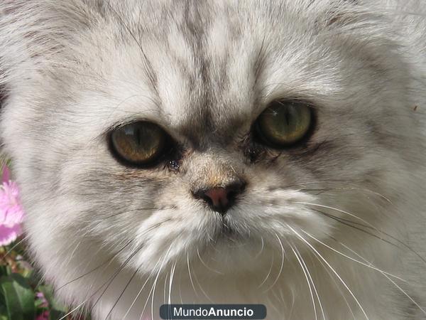 gato persa o exótico para criar