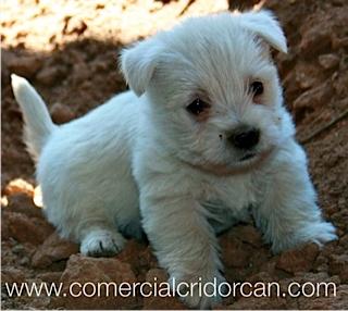 Cachorritos westy, un pequeño gran perro