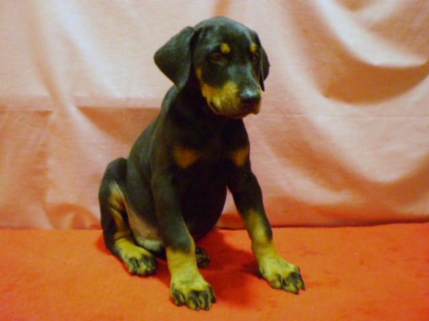 DOBERMAN , CACHORROS NEGROS Y FUEGO , GRANTIZADOS , Y CON PEDIGREE !!!