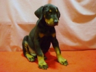 DOBERMAN , CACHORROS NEGROS Y FUEGO , GRANTIZADOS , Y CON PEDIGREE !!! - mejor precio | unprecio.es