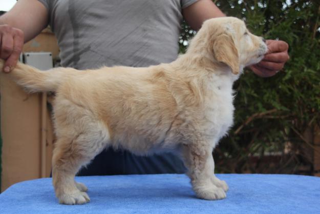 GOLDEN RETRIEVER Y GOS RATER VALENCIA