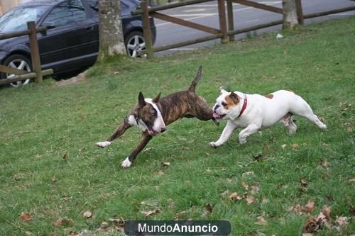 Regalamos perro Bull Terrier