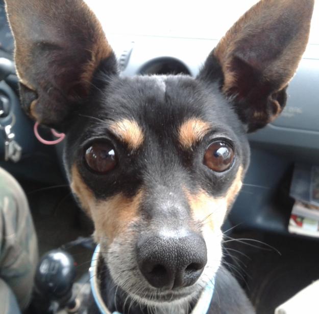 Adopta a Pixín,Pinscher mini muy cariñoso y guapo.Rescatado del abandono¿le das un hogar?