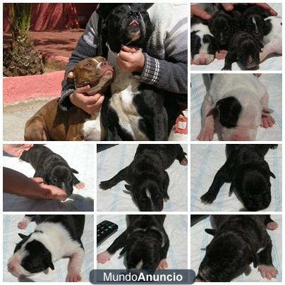 170 € . CAMADA PITBULL POR SEPARADO O EN MANADA.