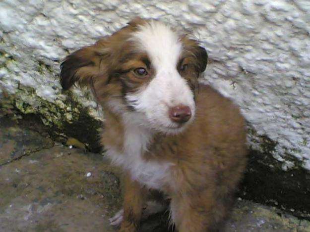 CACHORRITA DE CASI DOS MESES EN LA CALLE. VILLACARRILLO JAEN