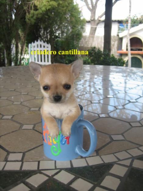 cachorro chihuahua