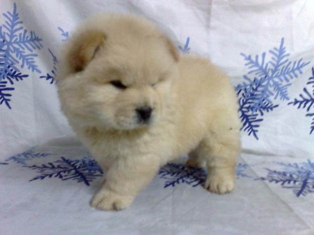 Camada de Chow Chow blanco