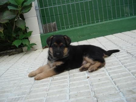 encantadores cachorros de PASTOR ALEMAN CON PEDIGREE 360