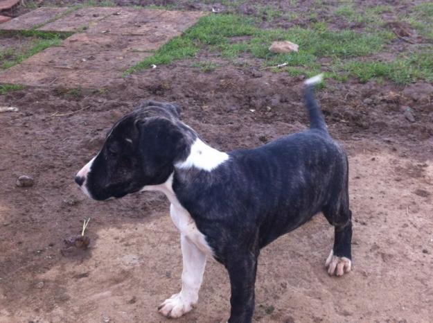 Venta de Bull Terrier