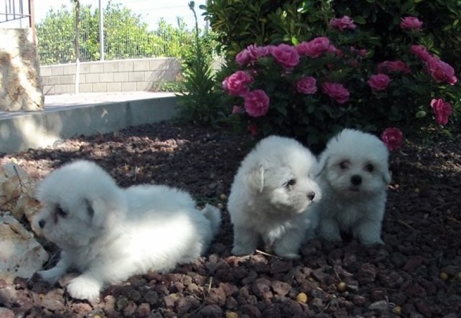 Cachorros Bichón Maltés standar y toys