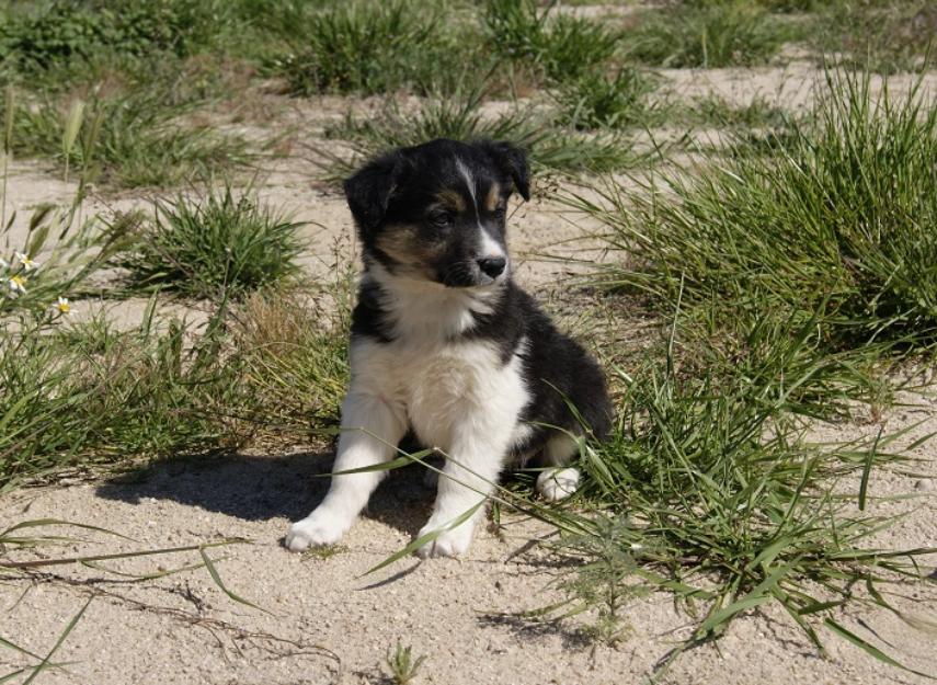 Border collie cachorros de calidad