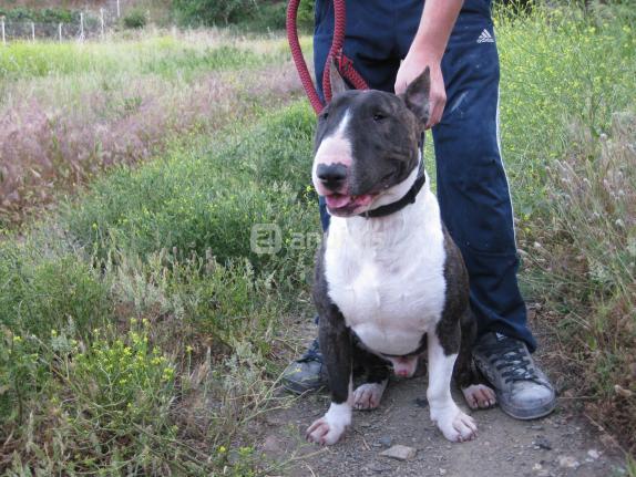 cachorro bullterrier pirata