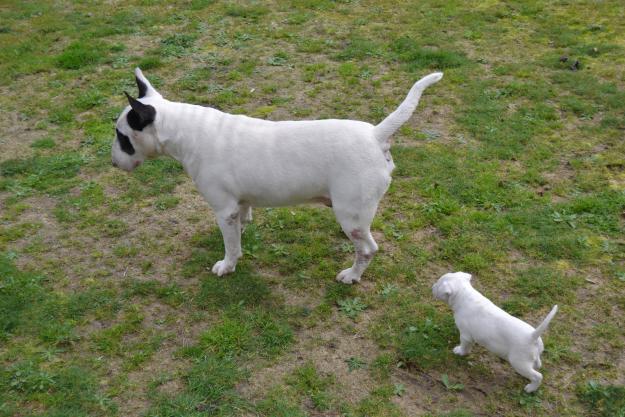 Cachorros Bull Terrier listos para llevar