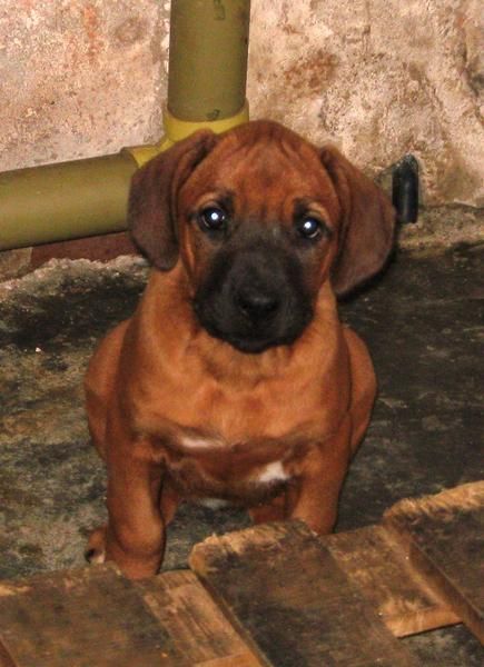 cachorros rhodesian