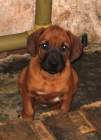 cachorros rhodesian - mejor precio | unprecio.es