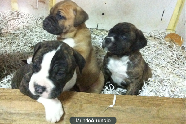 Camada de presa canario