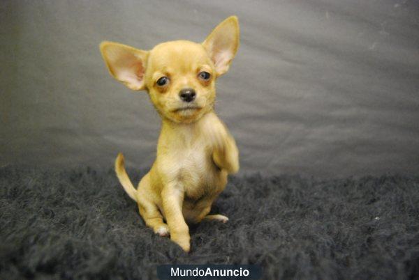 Chihuahua toy, cachorritos de inmejorable calidad, ven a verlos