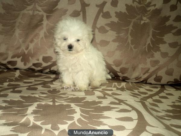 Excelente... cachorro Bichon Maltes...