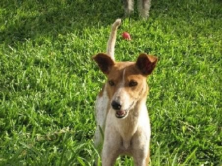 PERRITA ABANDONADA EN ADOPCION