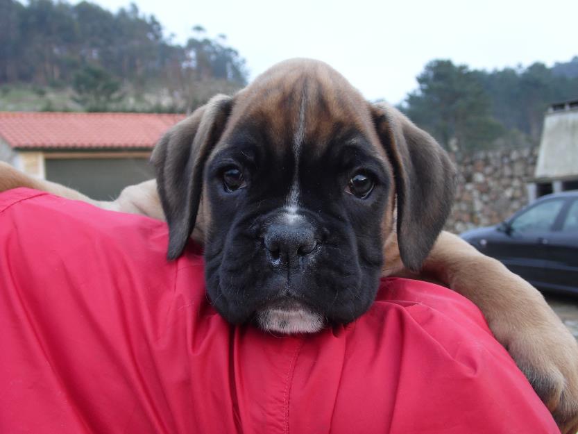 Preciosa cachorra boxer,excelente calidad,pedigree!!!