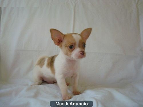 Regalo 2 Chihuahua cachorros Murcia 160e