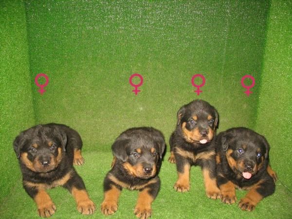 ROTTWEILER  290 EUROS preciosos a 290 euros