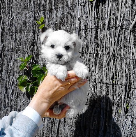 Cachorritos preciosos de Maltés