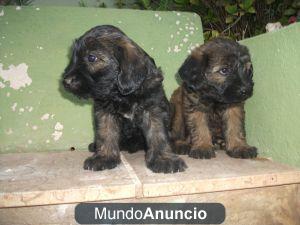 CACHORROS GOS D ATURA CATALÀ. PASTOR CATALAN.