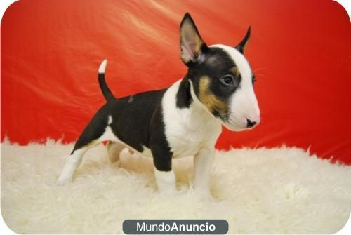 bullterrier preciosos y pekeños cachorros