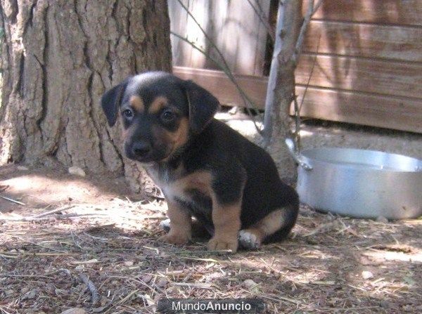 CUCCA, cachorra de 1 MES - tamaño pequeño/mediano