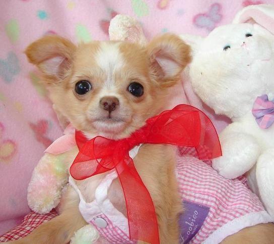 Dulce y linda chihuahua cachorros listos para una nueva familia conjunta