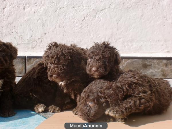 Excelentes cachorros Perro de agua español