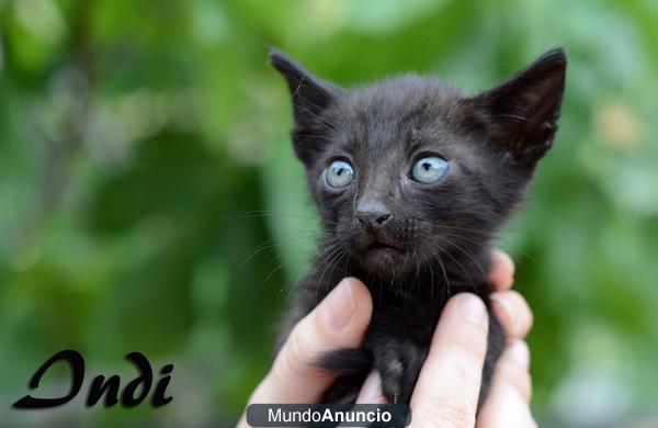 Indi, panterita negra de 1,5 meses